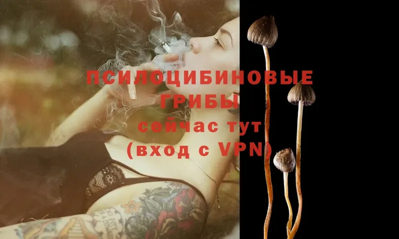 купить  цена  Валуйки  Галлюциногенные грибы Magic Shrooms 